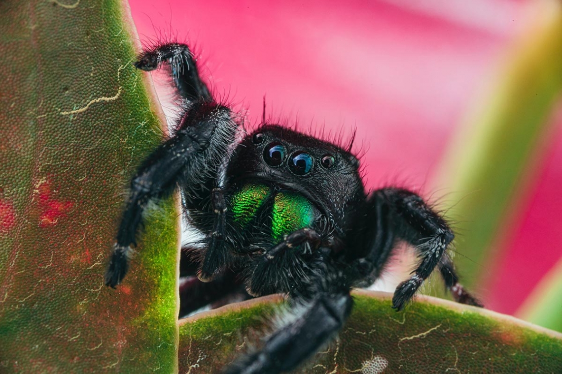 how high can a jumping spider jump.jpg